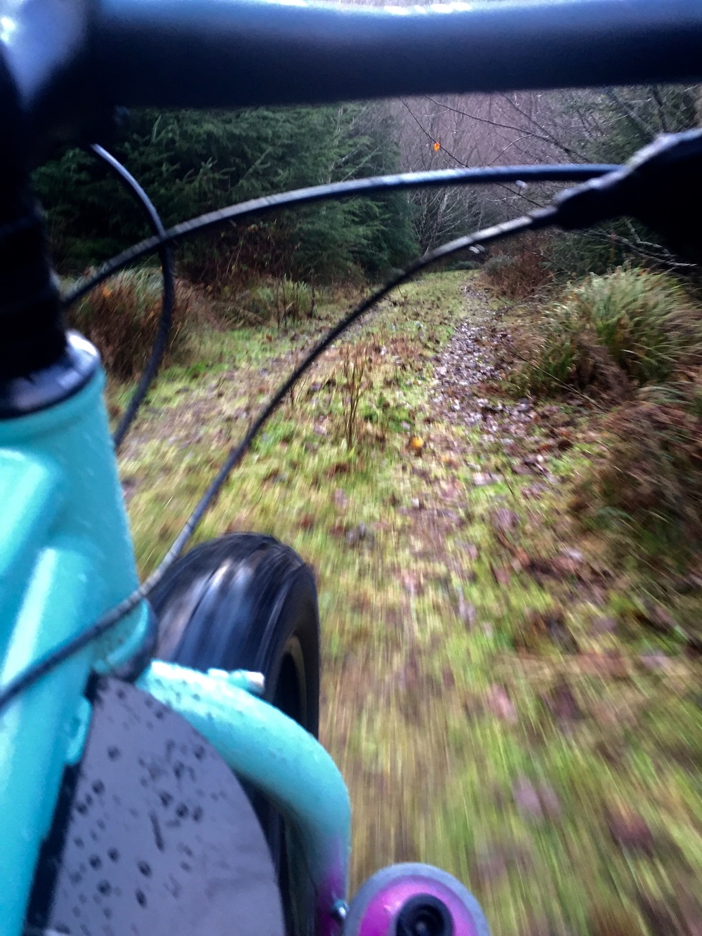 Fat Forest Fat Biking.